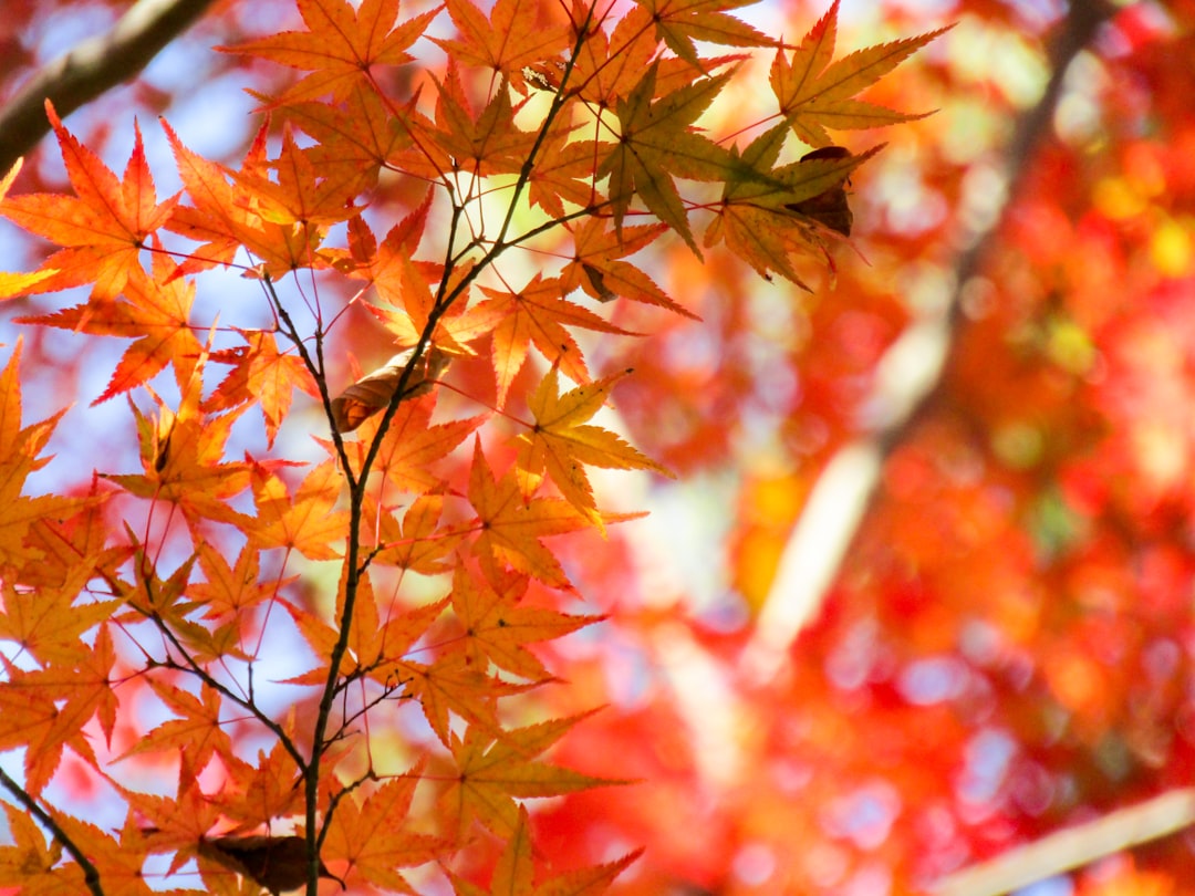 Photo Autumn leaves